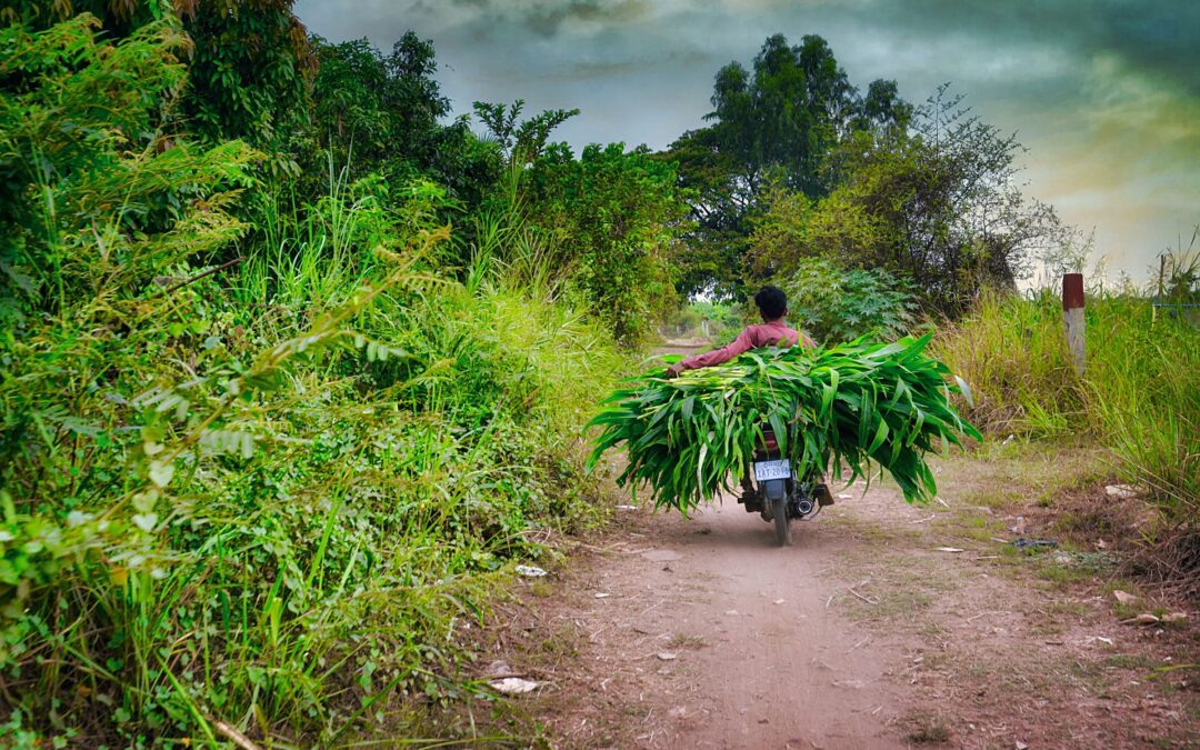 Using Open Data to Support Budget transparency at District Level – Open Development Cambodia