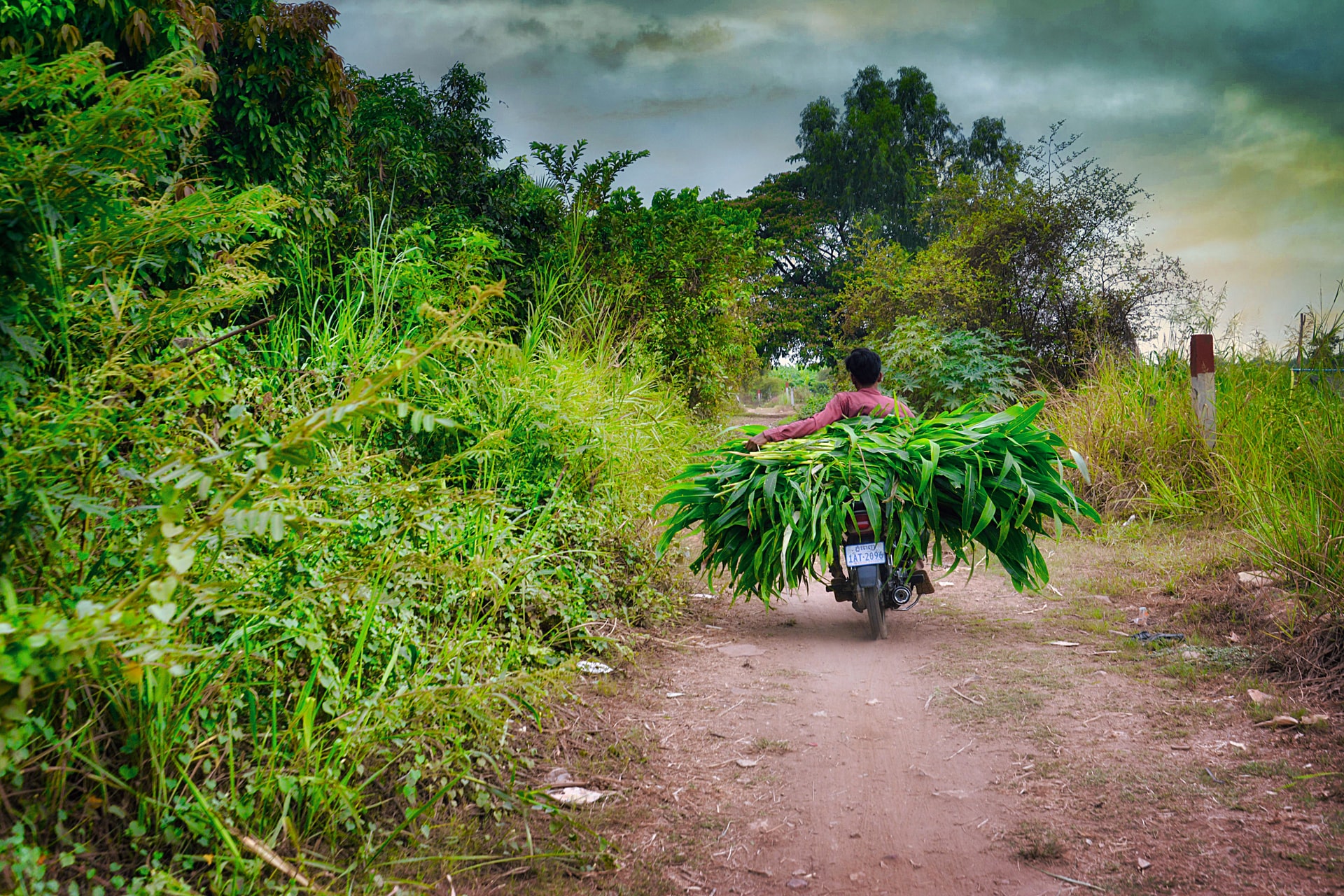 man in red shirt riding motorcycle loaded with green leaves countryside road in Cambodia, during daytime